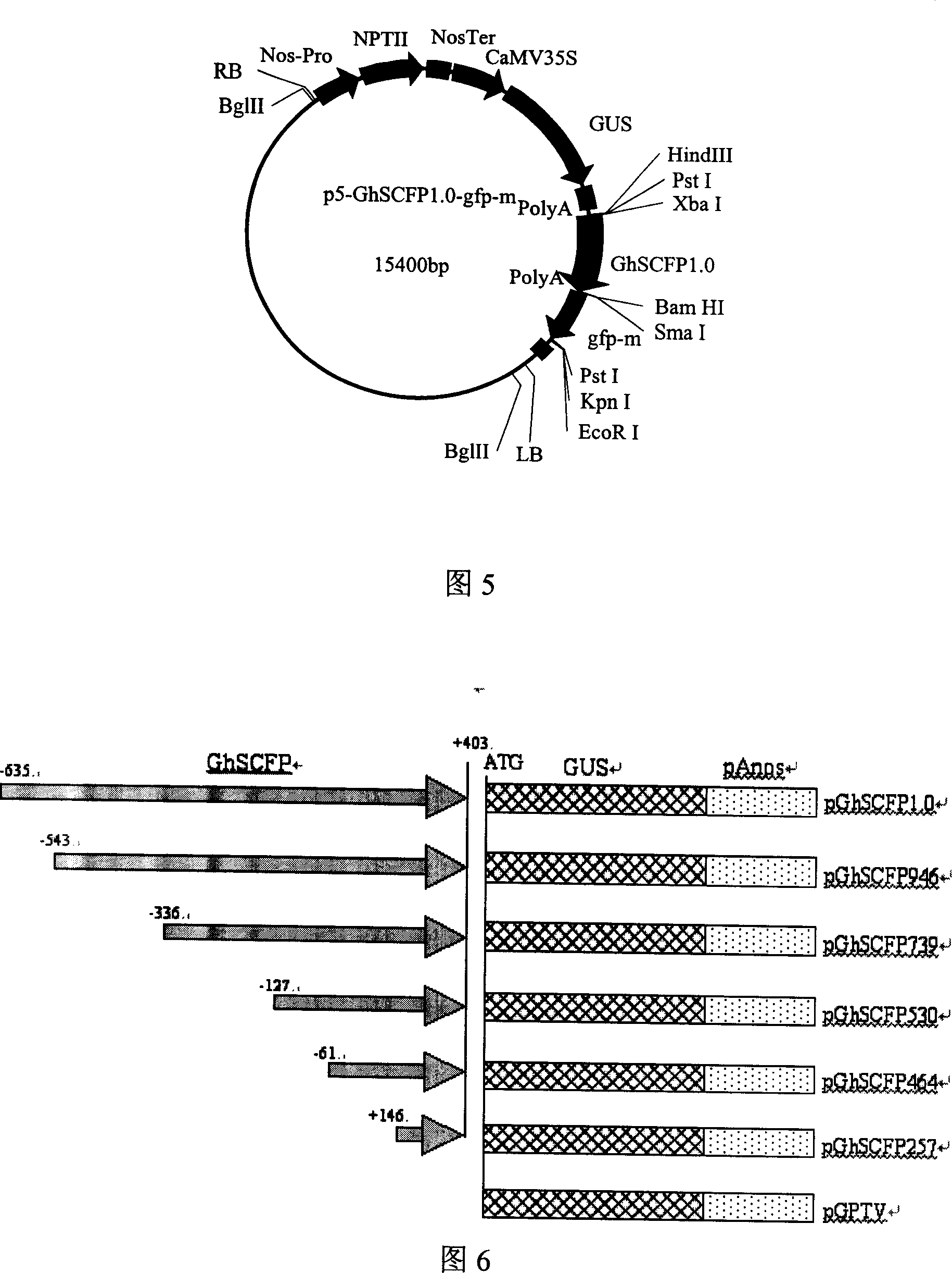 Cotton fiber specific promoter and its use