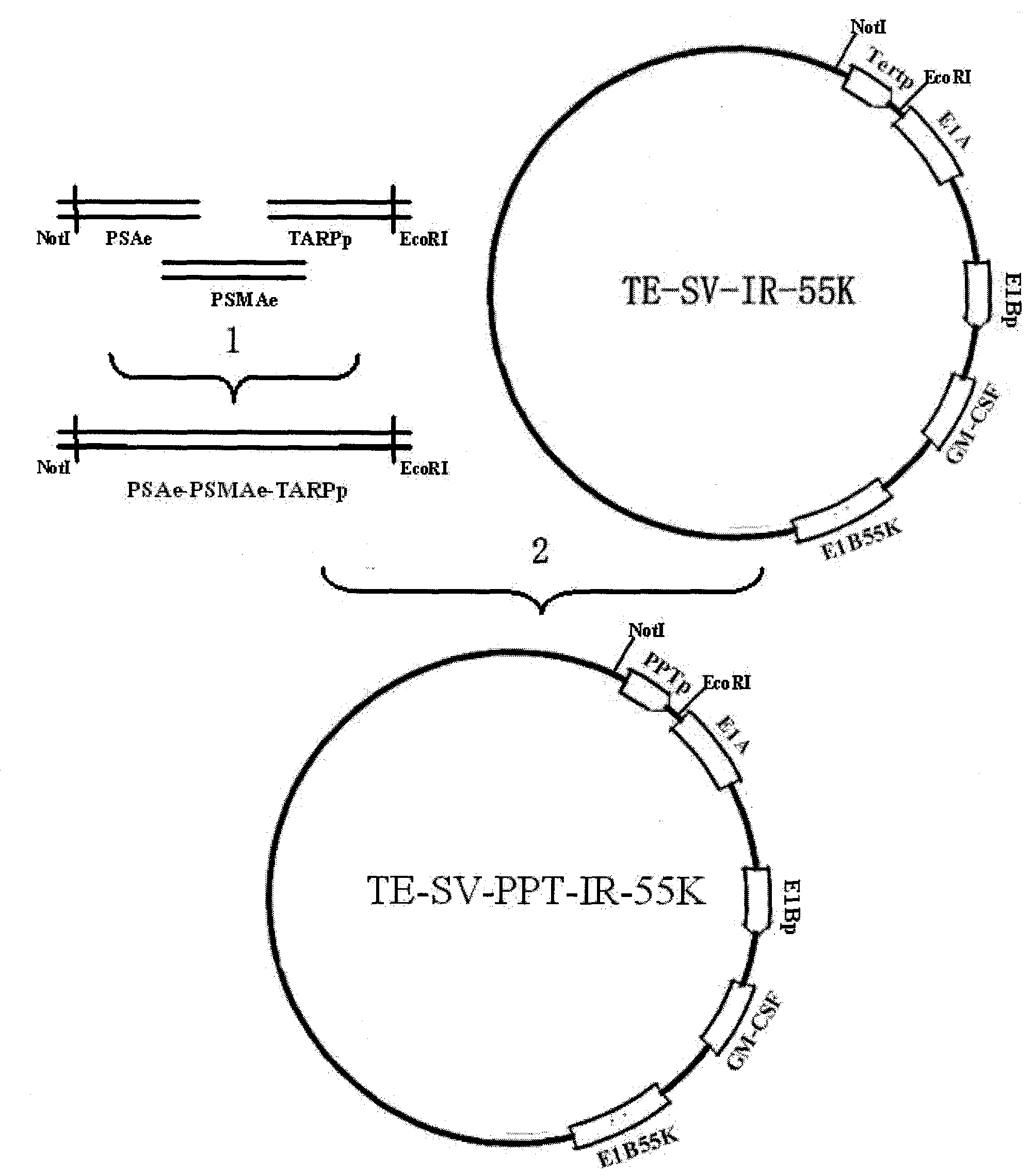 Preparation and application of prostate cancer targeting adenovirus