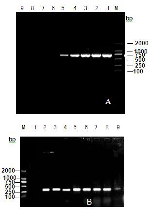 Primer for detecting orchid colletotrichum gloeosporioides molecules and quick detection method