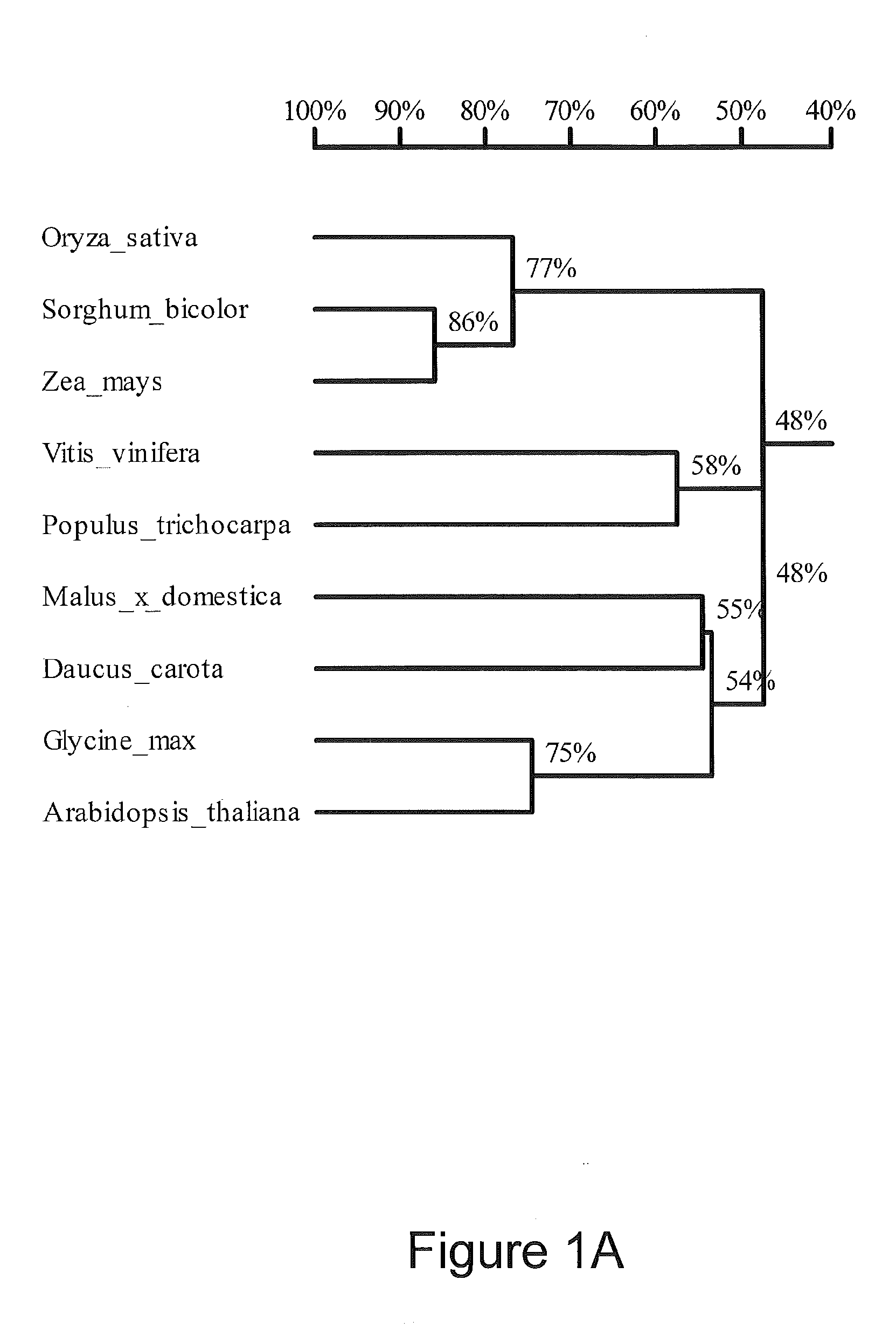 Methods of increasing tolerance to heat stress and amino acid content of plants