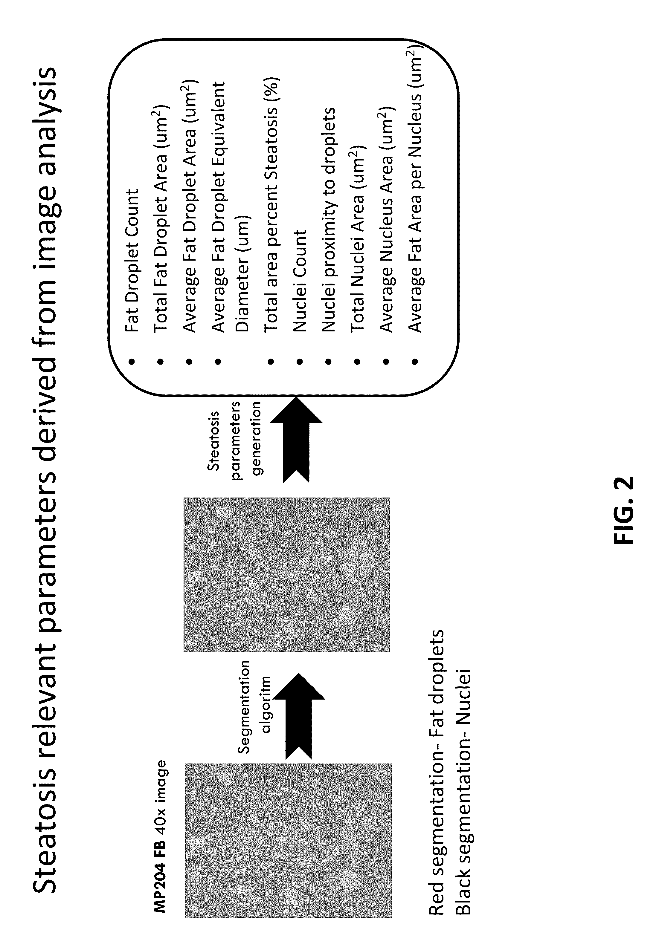 Automated high-content image analysis system and methods and uses thereof