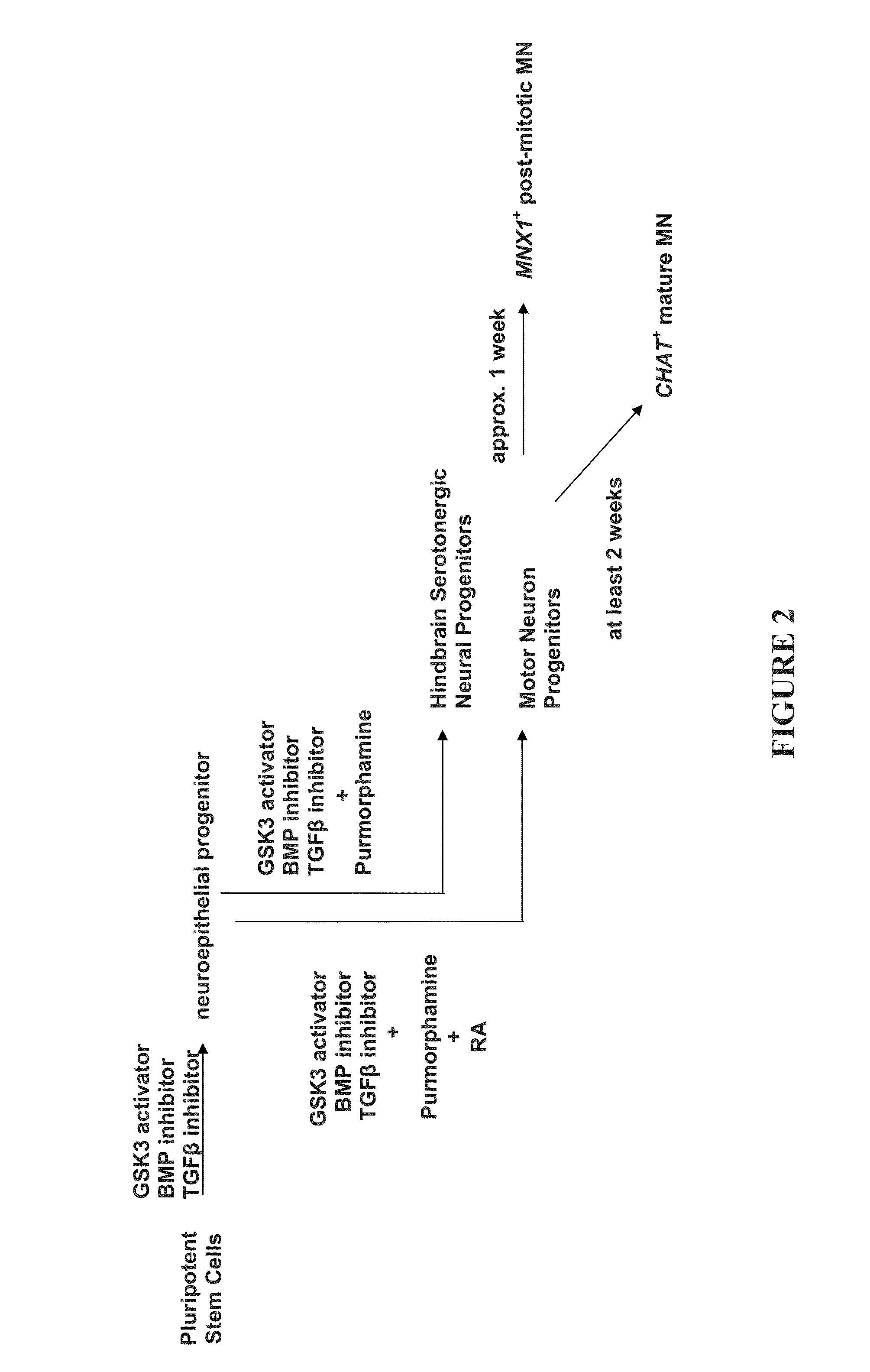 Methods of Maintaining, Expanding and Differentiating Neuronal Subtype Specific Progenitors