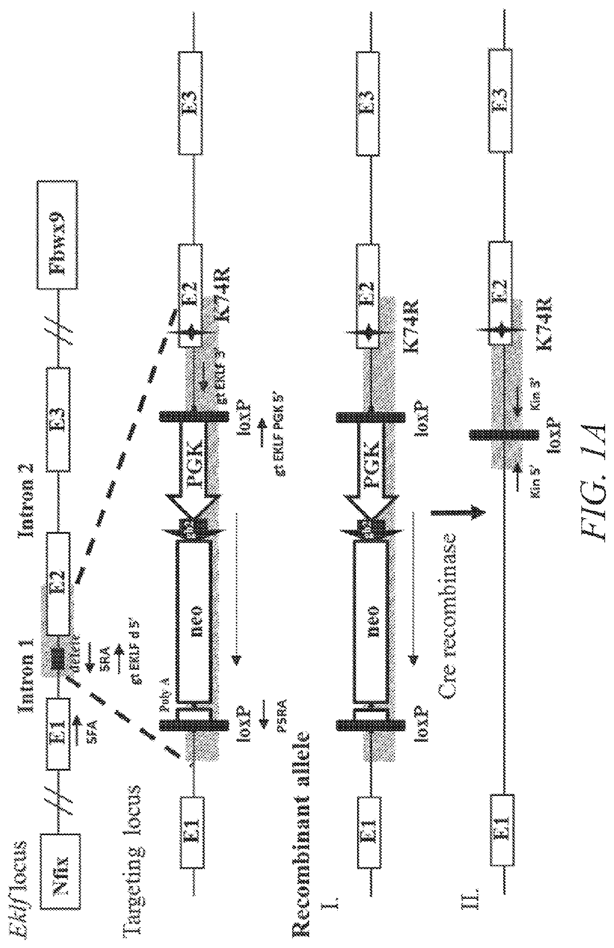 Animal model of longevity and related methods for increasing longevity and inhibiting tumorigenesis