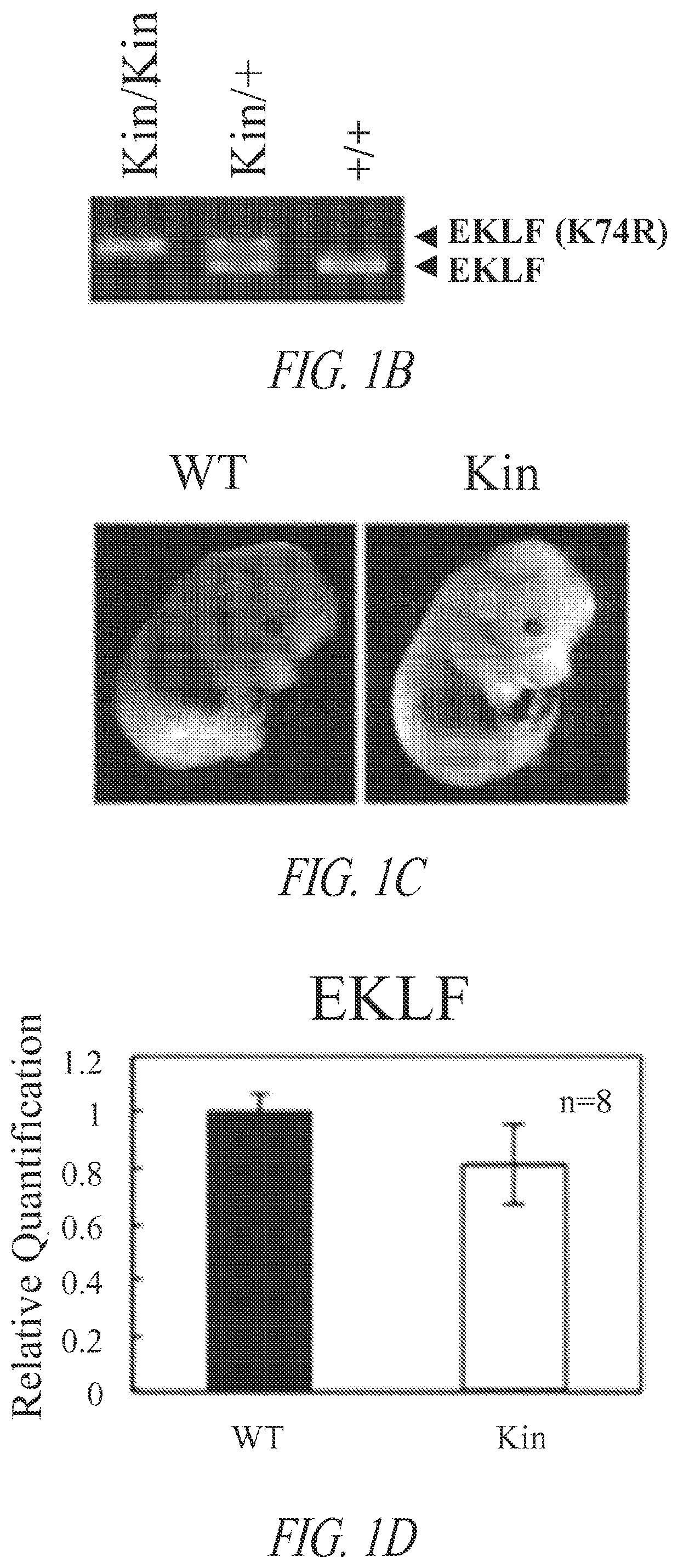 Animal model of longevity and related methods for increasing longevity and inhibiting tumorigenesis