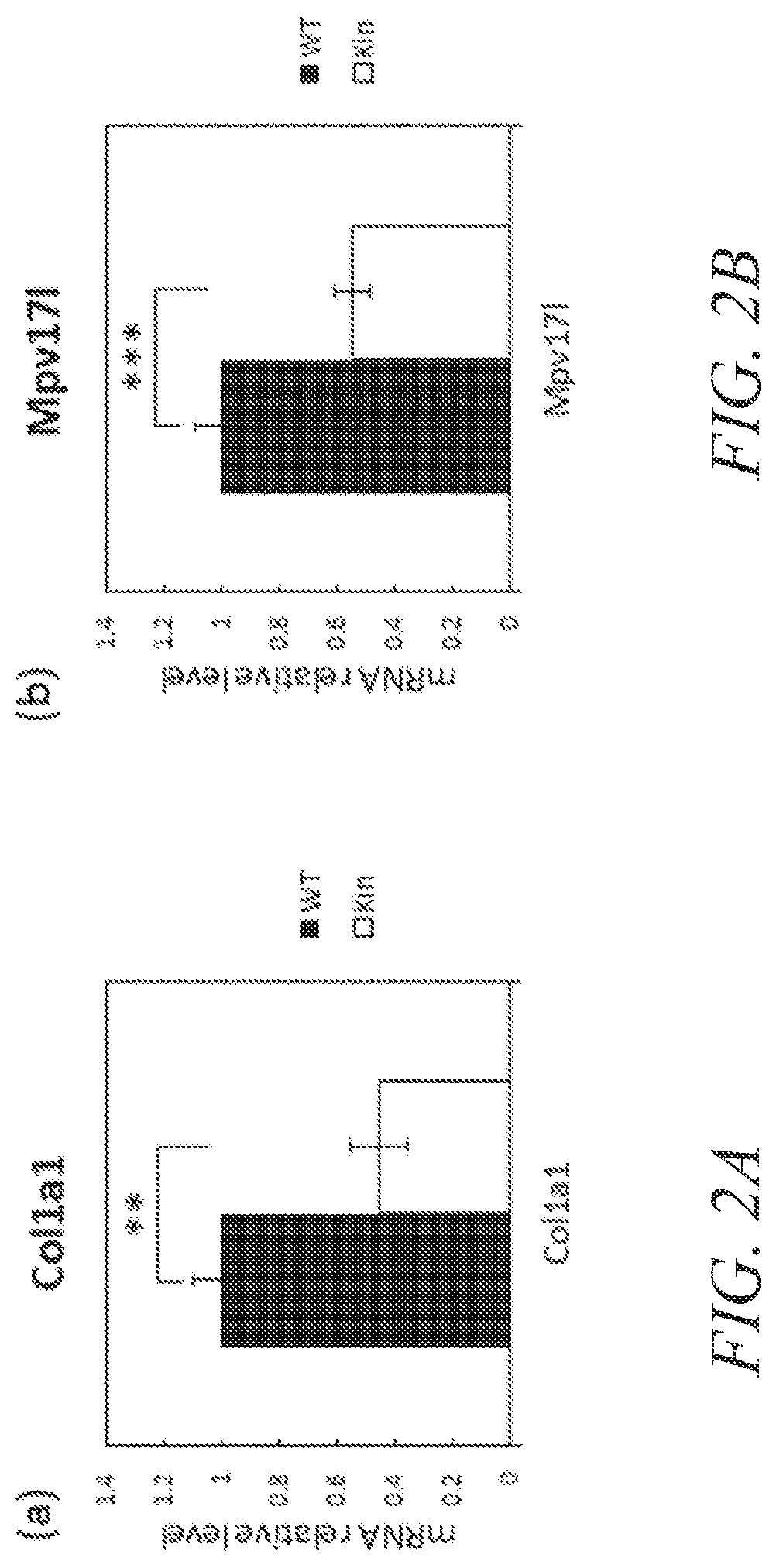 Animal model of longevity and related methods for increasing longevity and inhibiting tumorigenesis