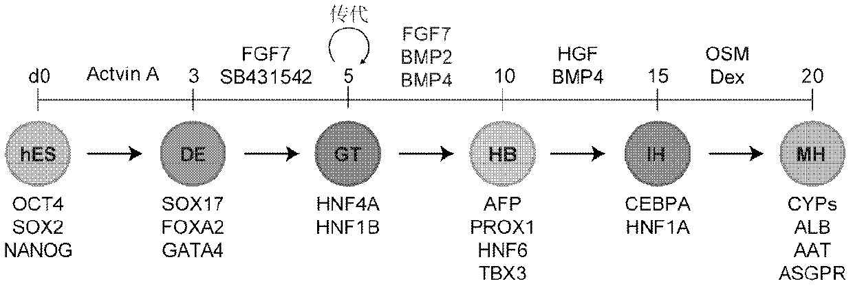 Liver parenchyma cells and methods for their preparation, identification and application