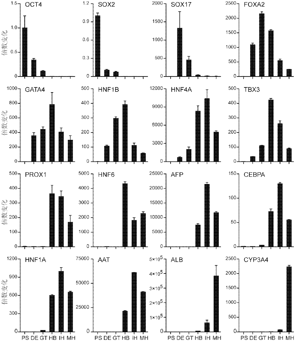 Liver parenchyma cells and methods for their preparation, identification and application