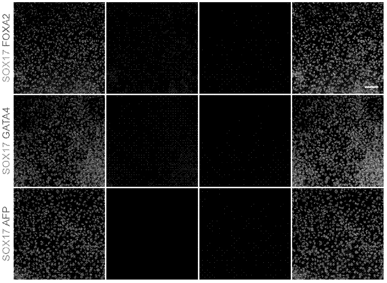 Liver parenchyma cells and methods for their preparation, identification and application