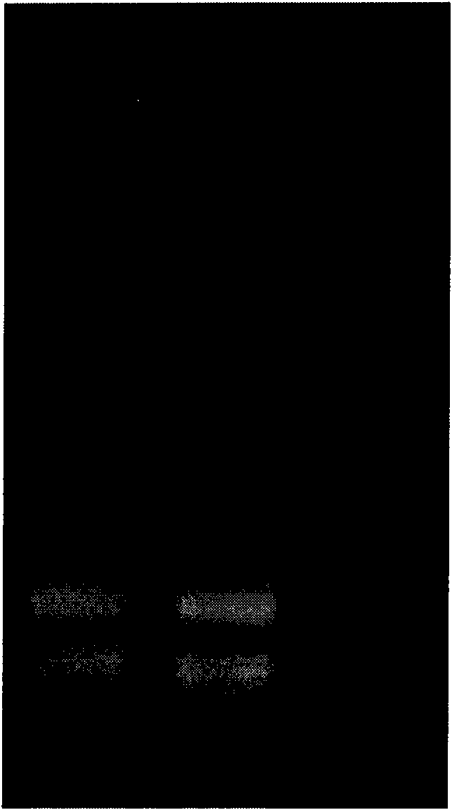 Rape mitogen-activated protein kinase gene and coding protein thereof