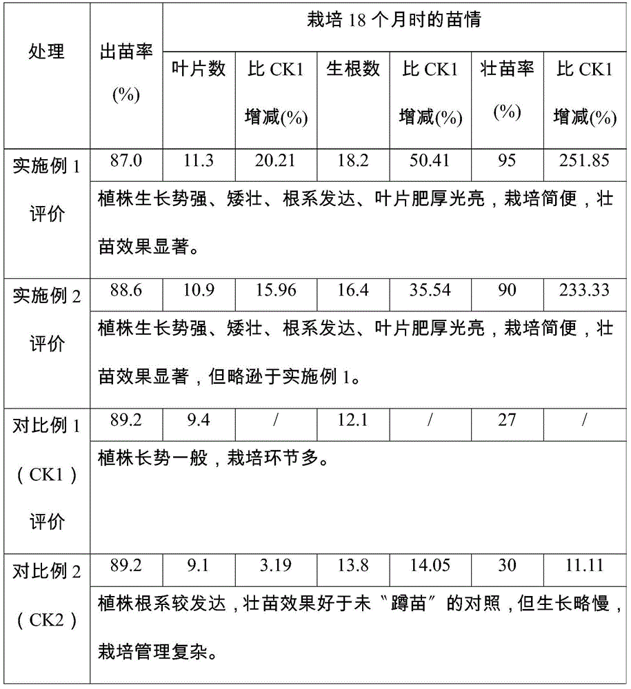 Method for strengthening clivia seedlings by utilizing ethyl methane sulfonate