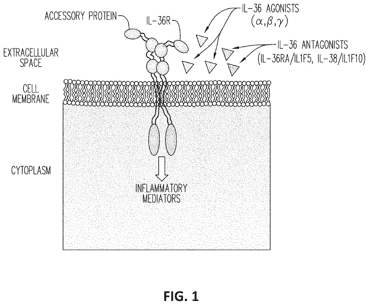 Anti-il-36r antibodies for the treatment of neutrophilic dermatoses