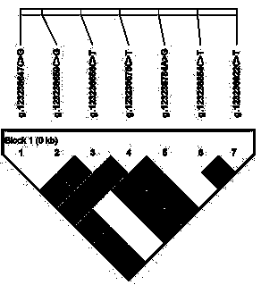 Method for detecting bovine fat traits by utilizing SDC3 promoter genetic marker