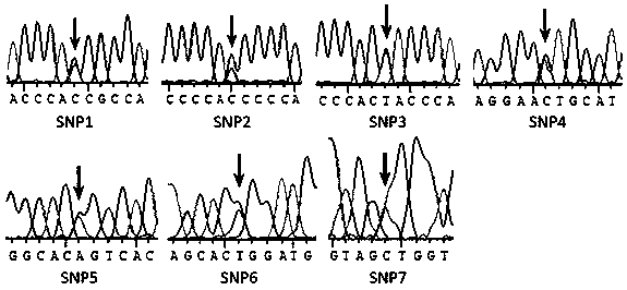 Method for detecting bovine fat traits by utilizing SDC3 promoter genetic marker