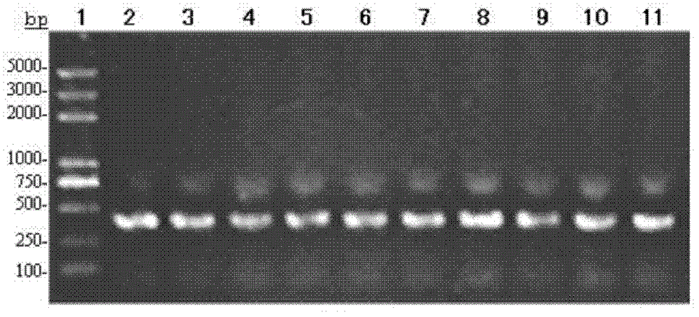 Fusion protein of anti-cluster of differetiation (CD3) antibody Fv segment and interleukin 3, method for preparing fusion protein and application of fusion protein