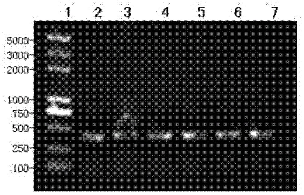 Fusion protein of anti-cluster of differetiation (CD3) antibody Fv segment and interleukin 3, method for preparing fusion protein and application of fusion protein