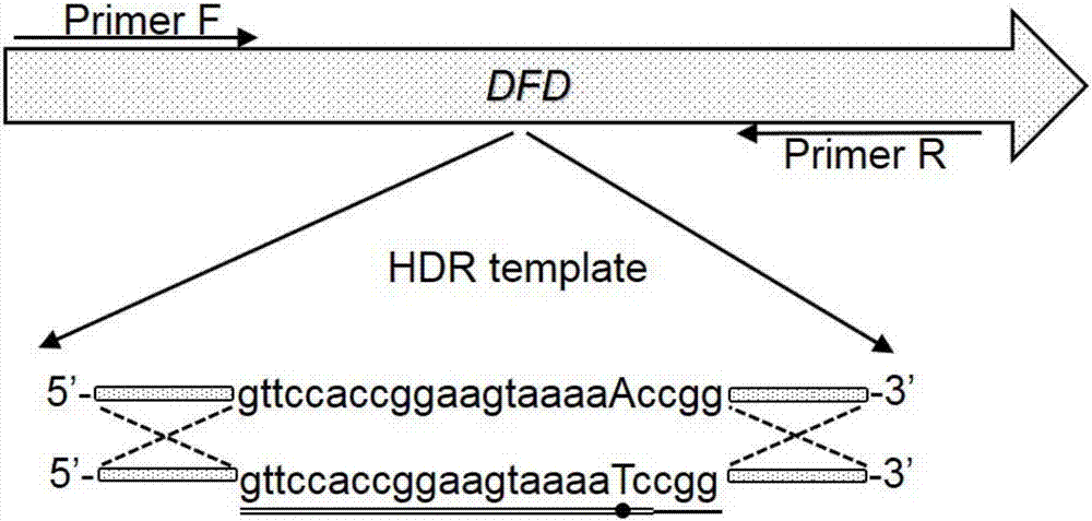 Cas9-mediated tomato gene editing vector and application thereof