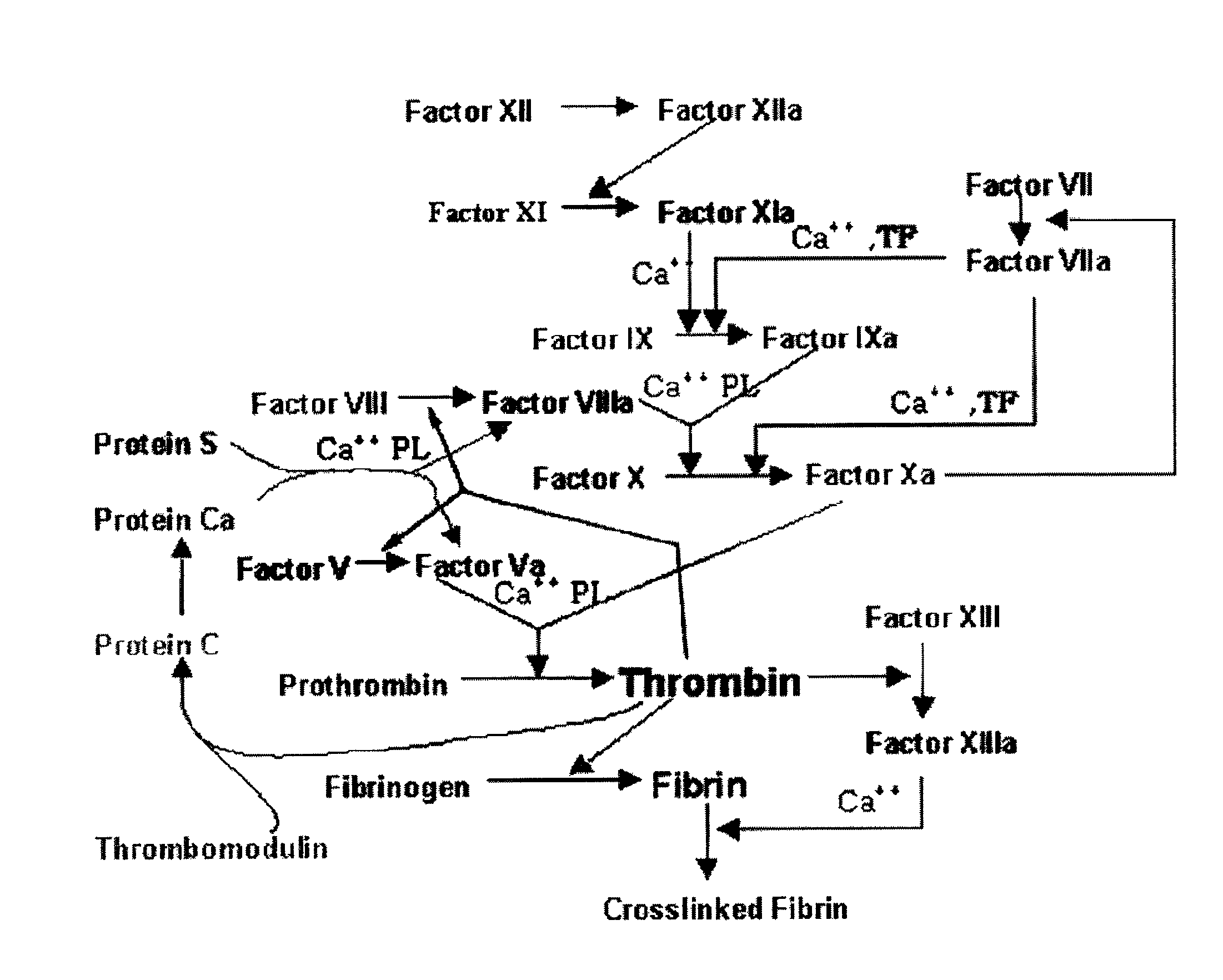 FXa inhibitors with cyclic amidines as P4 subunit, processes for their preparations, and pharmaceutical compositions and derivatives thereof