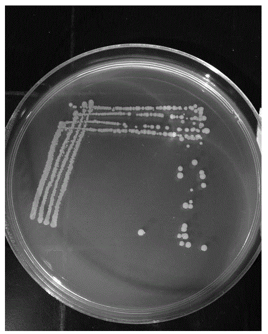 Peanut rhizosphere growth-promoting bacteria HS11 and application thereof