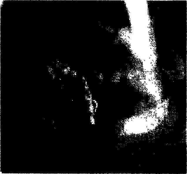 Polygonatum cyrtonema Hua regeneration system establishment method