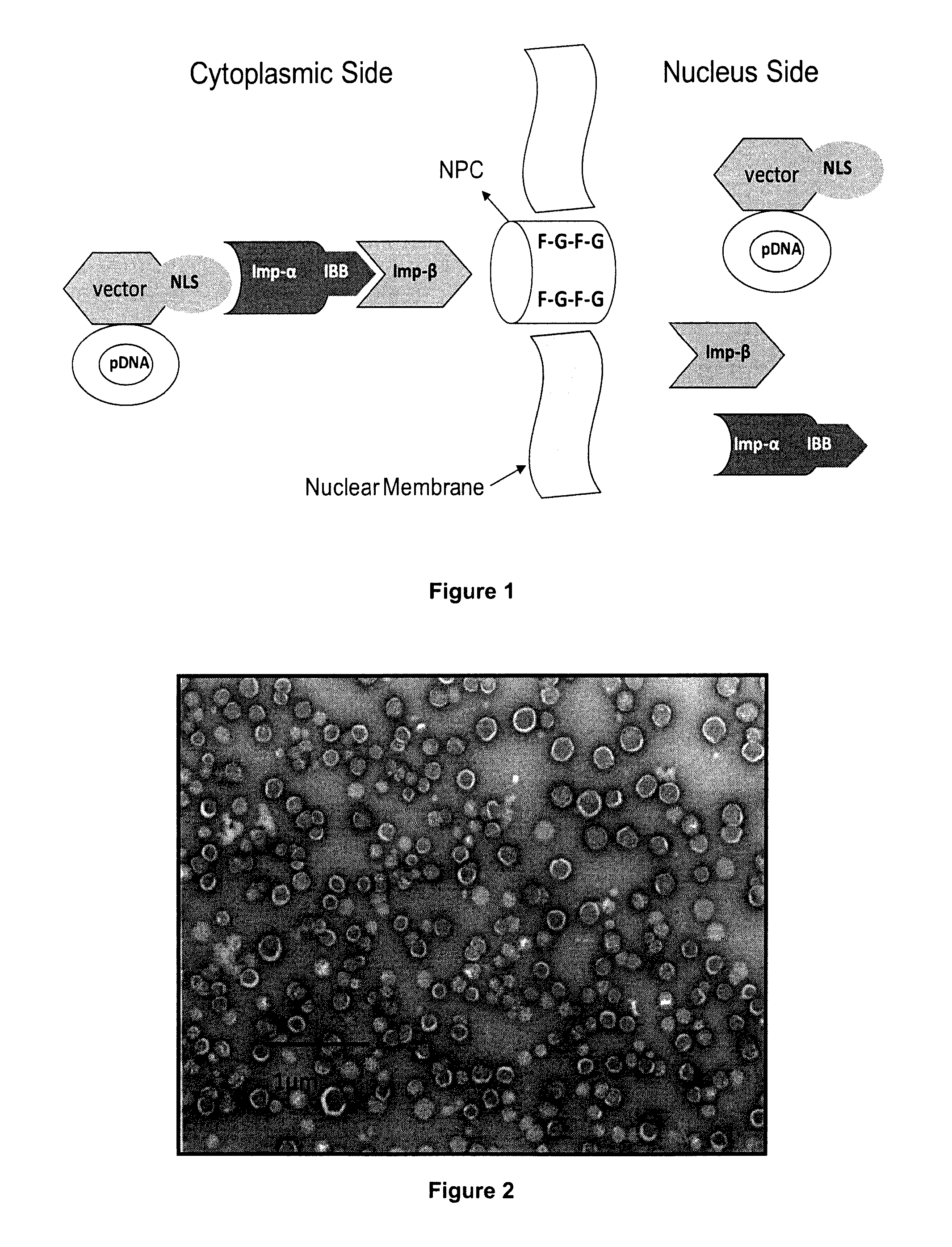 Amphipathic peptide