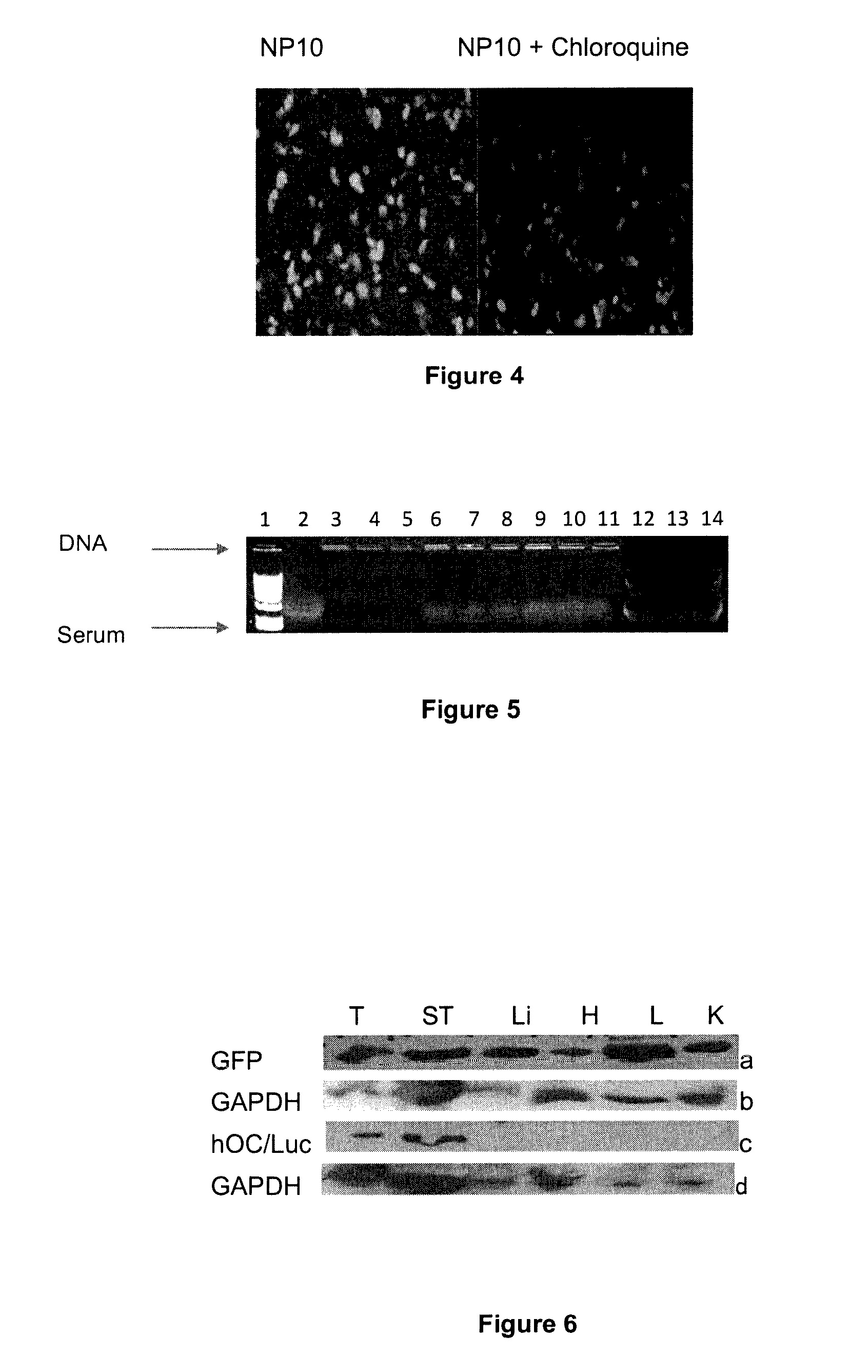 Amphipathic peptide