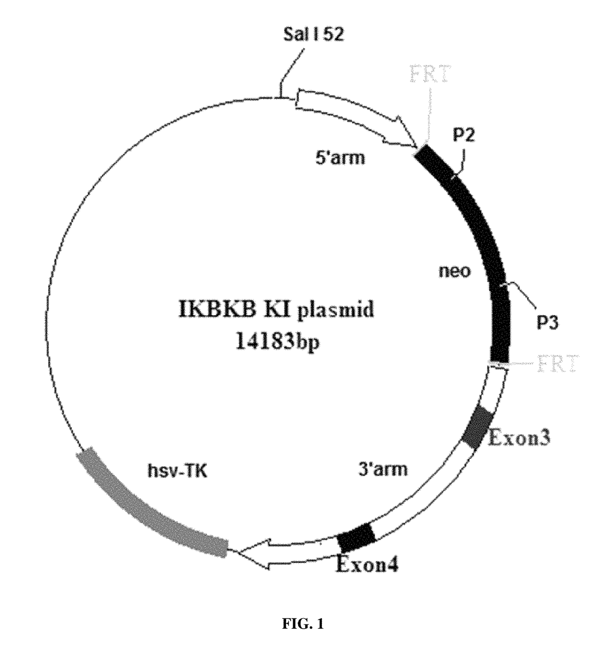 Transgenic model for delay-type hypersensitivity (DTH) and use thereof