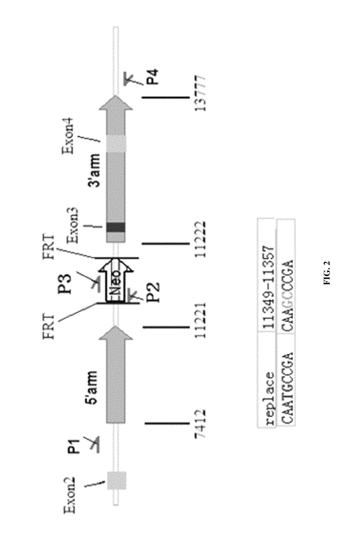 Transgenic model for delay-type hypersensitivity (DTH) and use thereof