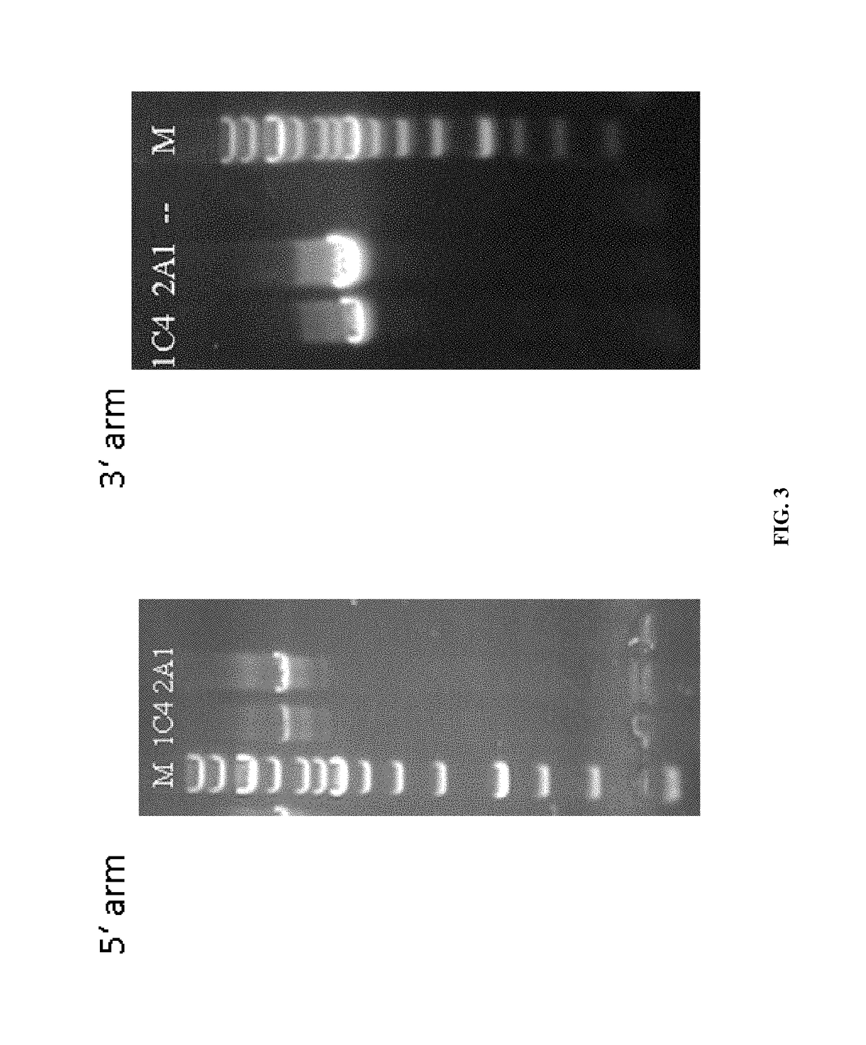 Transgenic model for delay-type hypersensitivity (DTH) and use thereof