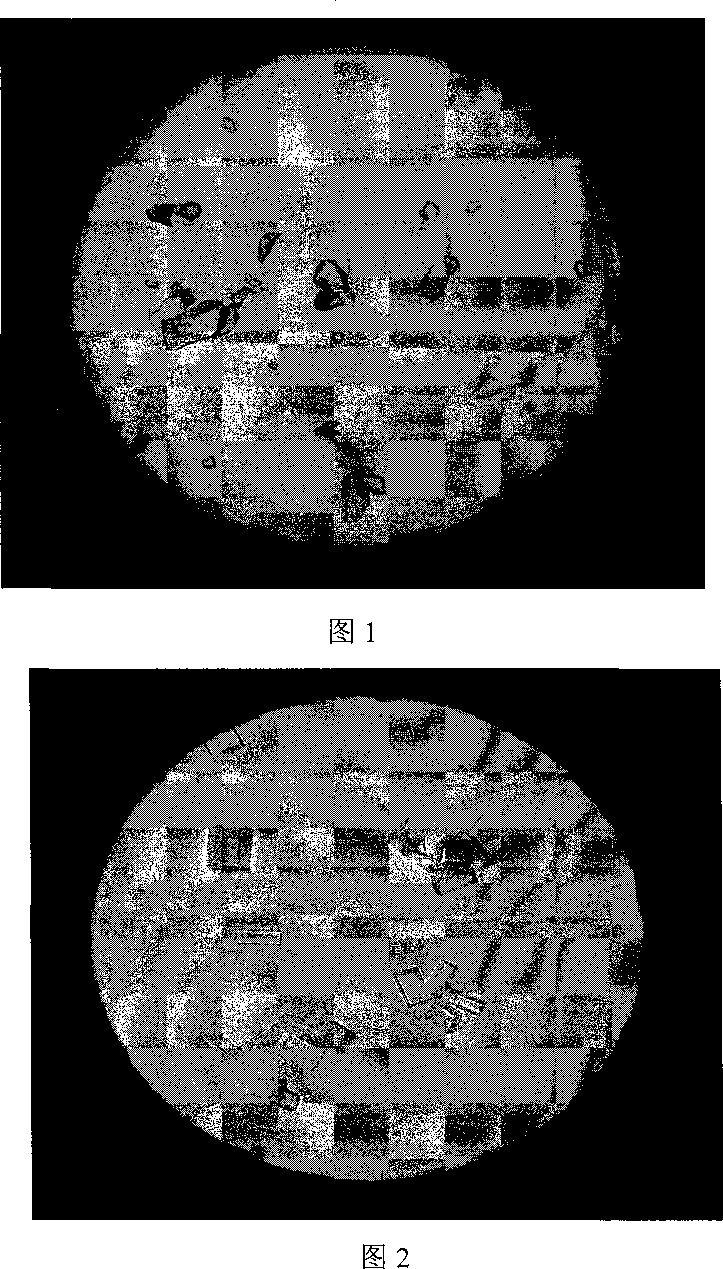 Method for producing levulose seed crystal with cooperation of ethyl alcohol-ultrasound wave