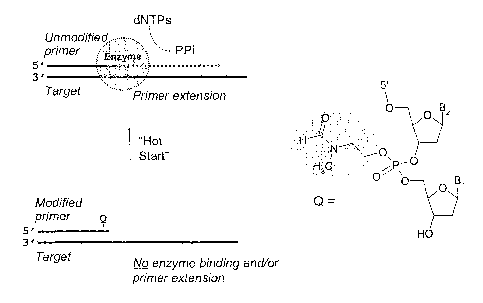 Phosphotriester-modified oligonucleotide primers for nucleic acid amplification