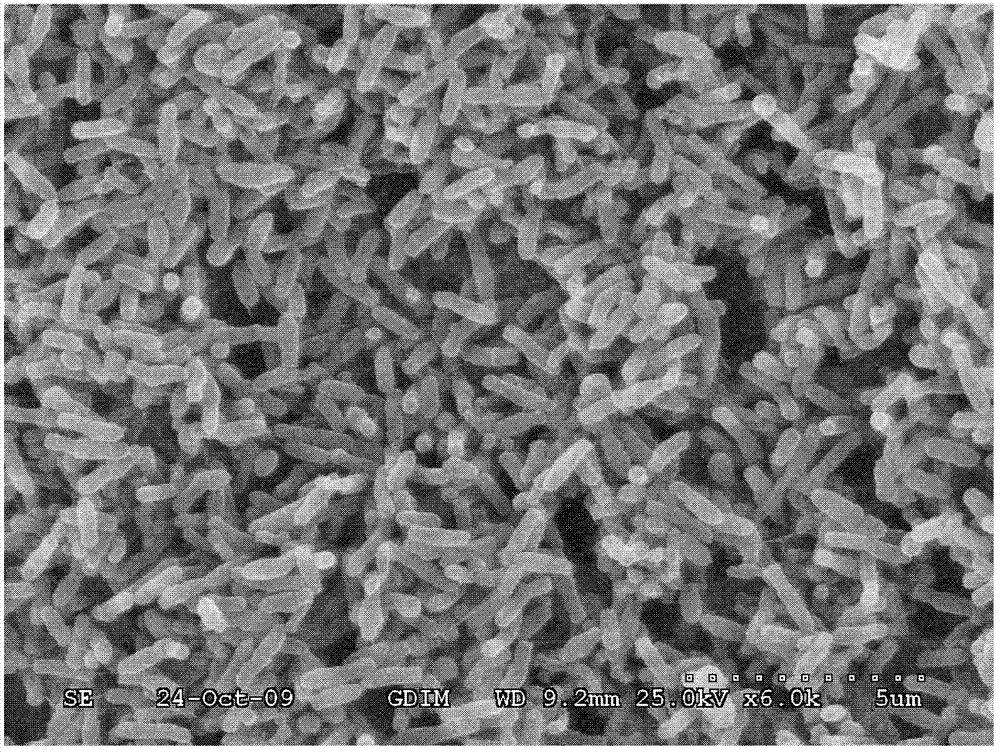 Chelatococcus daeguensis with good aerobic denitrification performance and application thereof