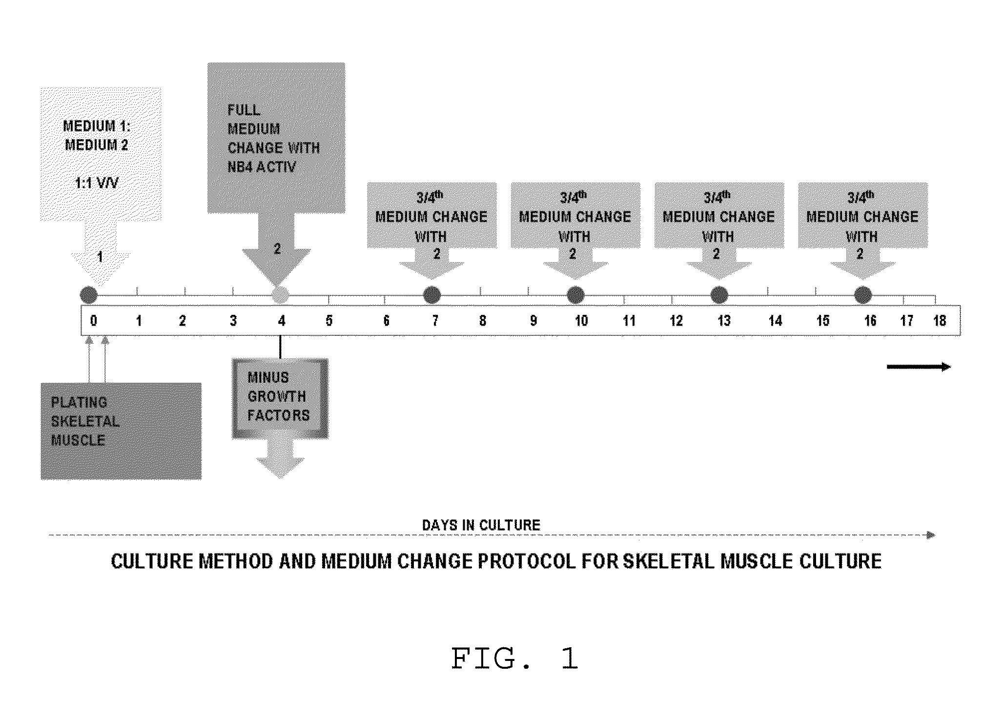 Method for culturing skeletal muscle for tissue engineering