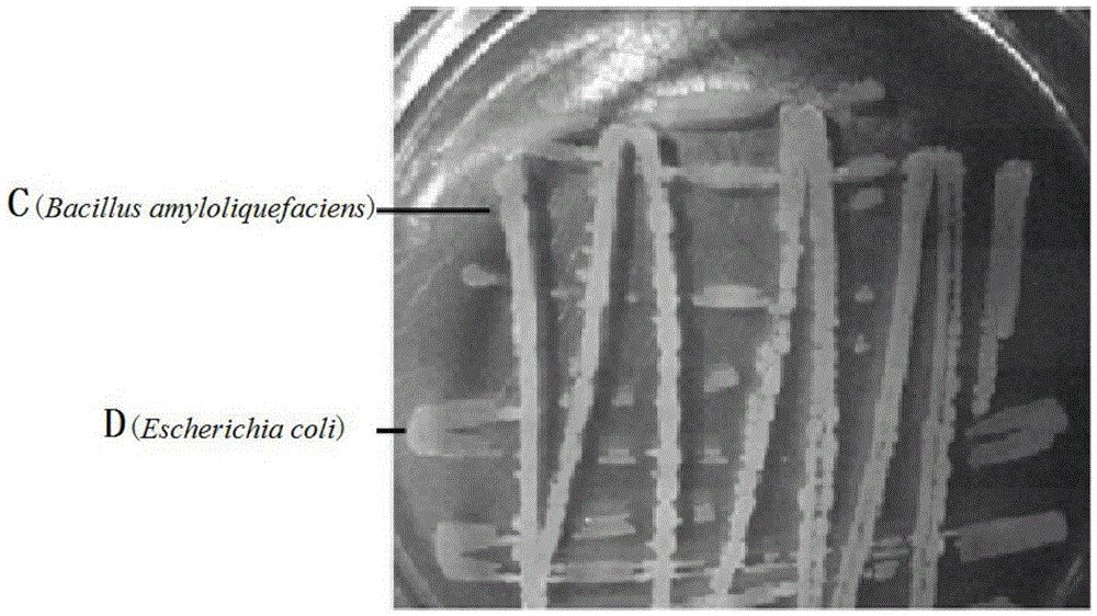 Method for rapidly identifying or screening microorganisms producing bacteriostatic active substances