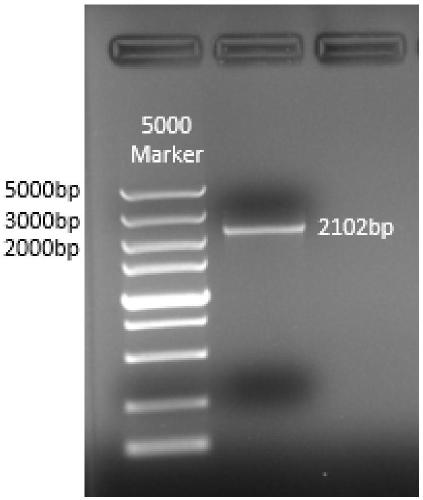 H5 subtype HA (hemagglutinin) expressing replication-defective recombinant H9N2 avian influenza virus