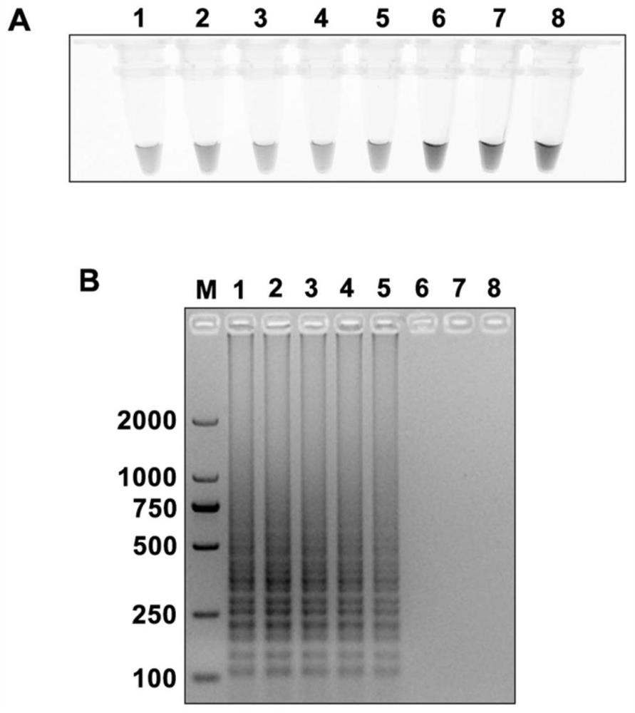 Lamp primer, kit and detection method for rapid detection of apple scab