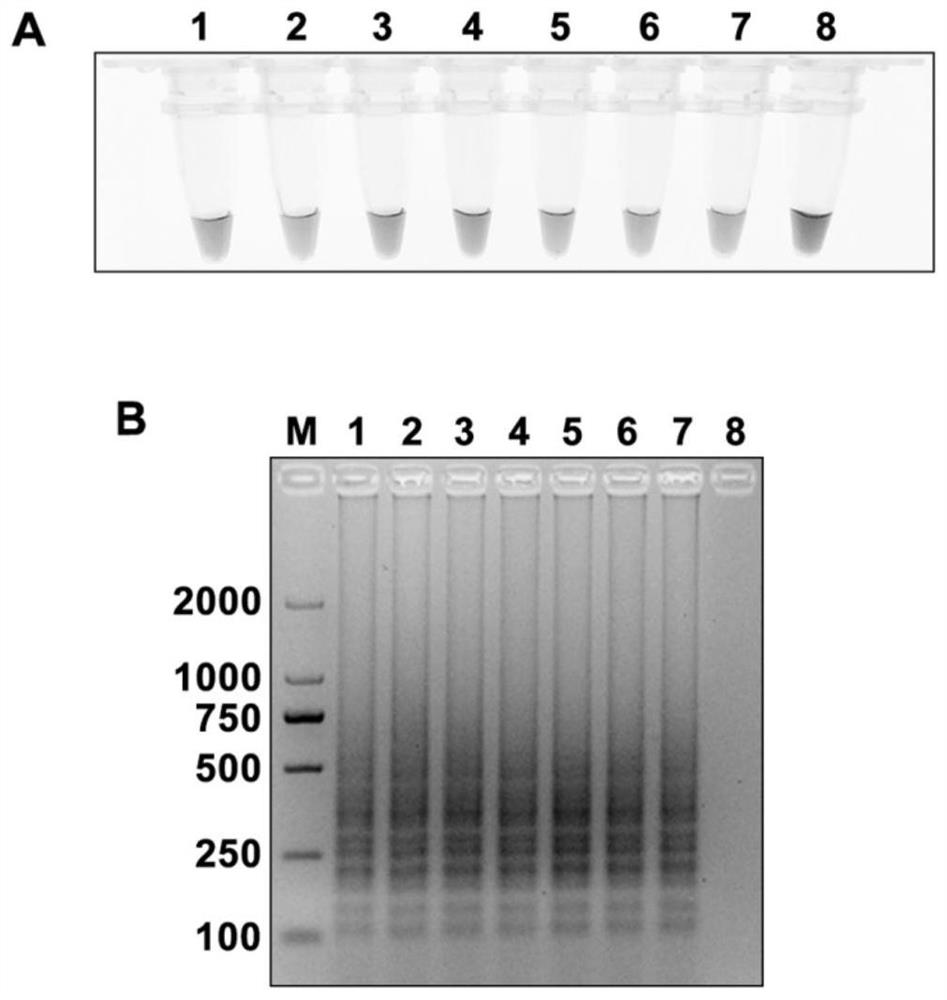 Lamp primer, kit and detection method for rapid detection of apple scab