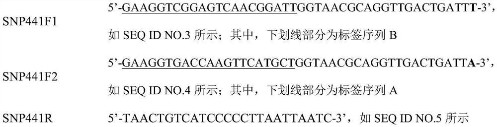 InDel marker associated with growth traits of pinctada martensii, detection primer group and development method