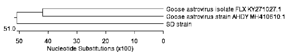 Goose astrovirus egg-yolk antibody compound and preparation method thereof