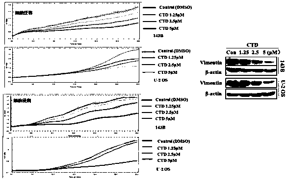 Application of cantharidin for preventing and treating osteosarcoma as miR-214-3p/Wnt/beta-Catenin signal pathway inhibitor