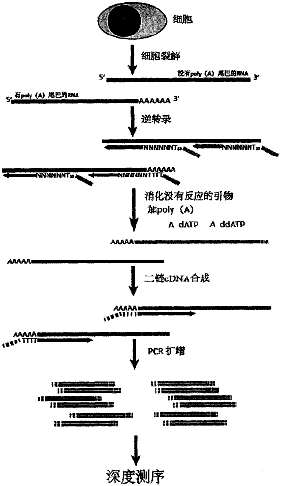 Transcriptome sequencing method