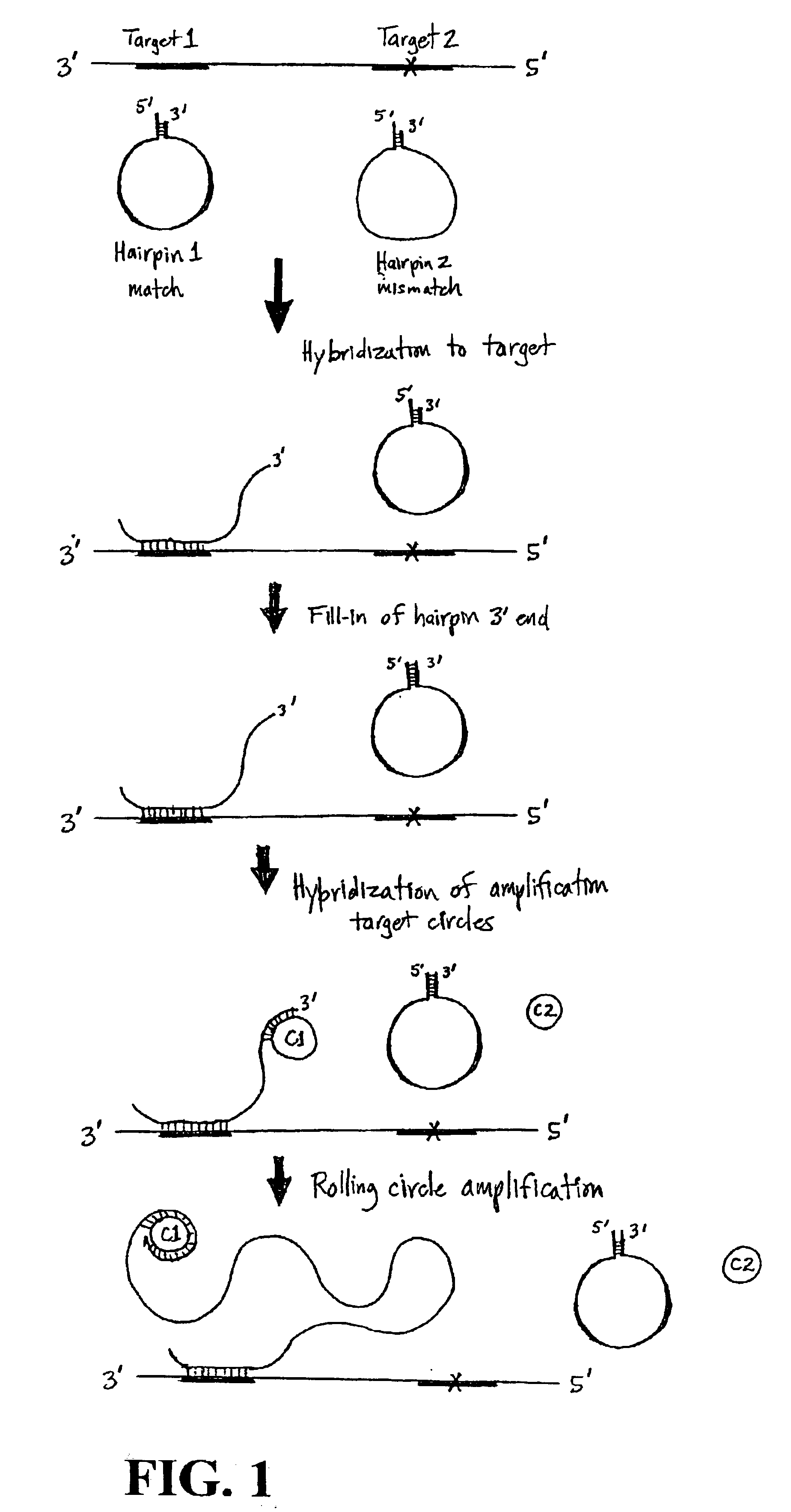 Nucleic acid detection using structured probes