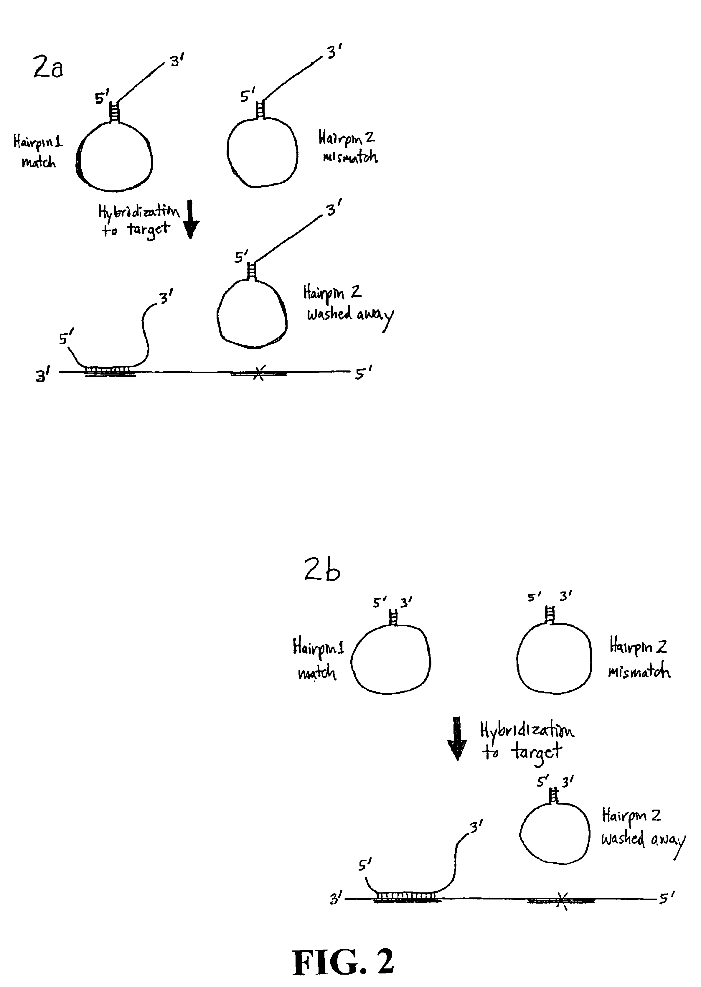 Nucleic acid detection using structured probes