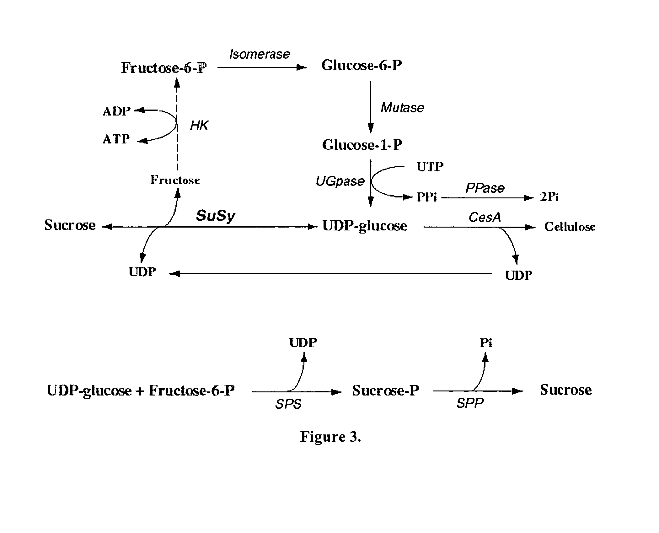 Isolated sucrose sythase polynucleotides and uses thereof