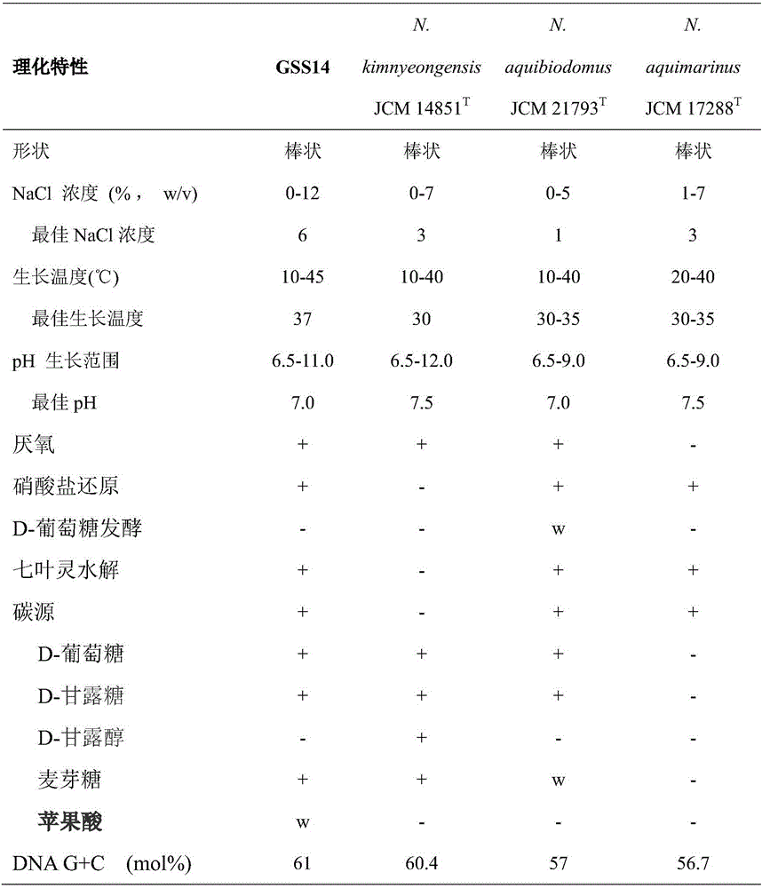 Nitrate reducing bacterium and application thereof