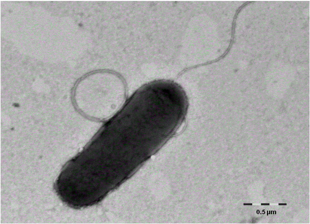 Nitrate reducing bacterium and application thereof