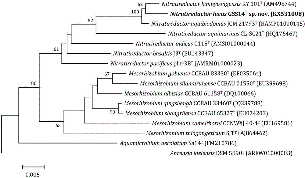 Nitrate reducing bacterium and application thereof