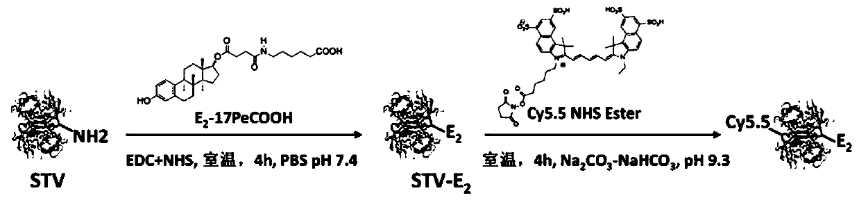 A biosensing assay method for detecting estrogen-binding activity in water samples