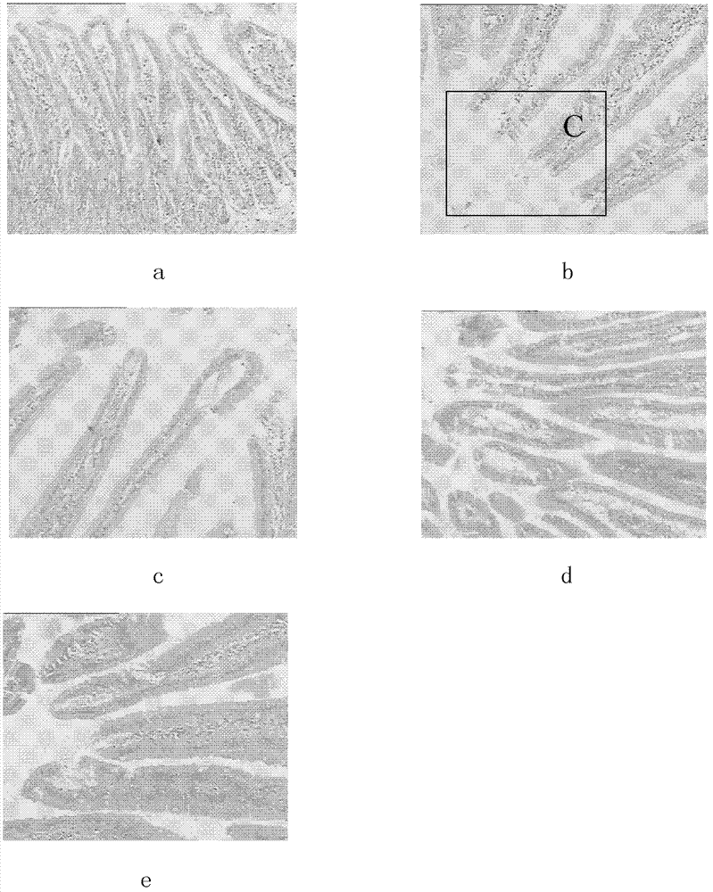 Composite aqueous extract of Fu brick tea and application thereof