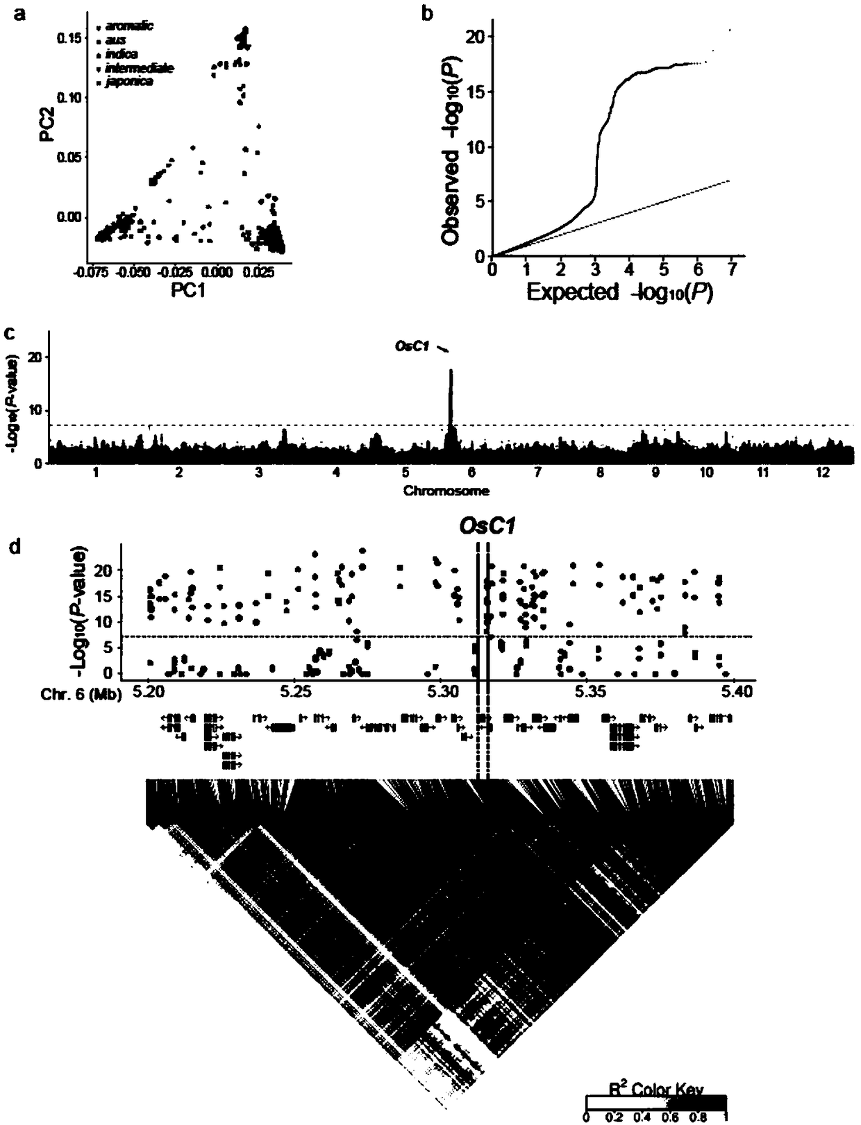 Non-functional OsC1 gene and application thereof