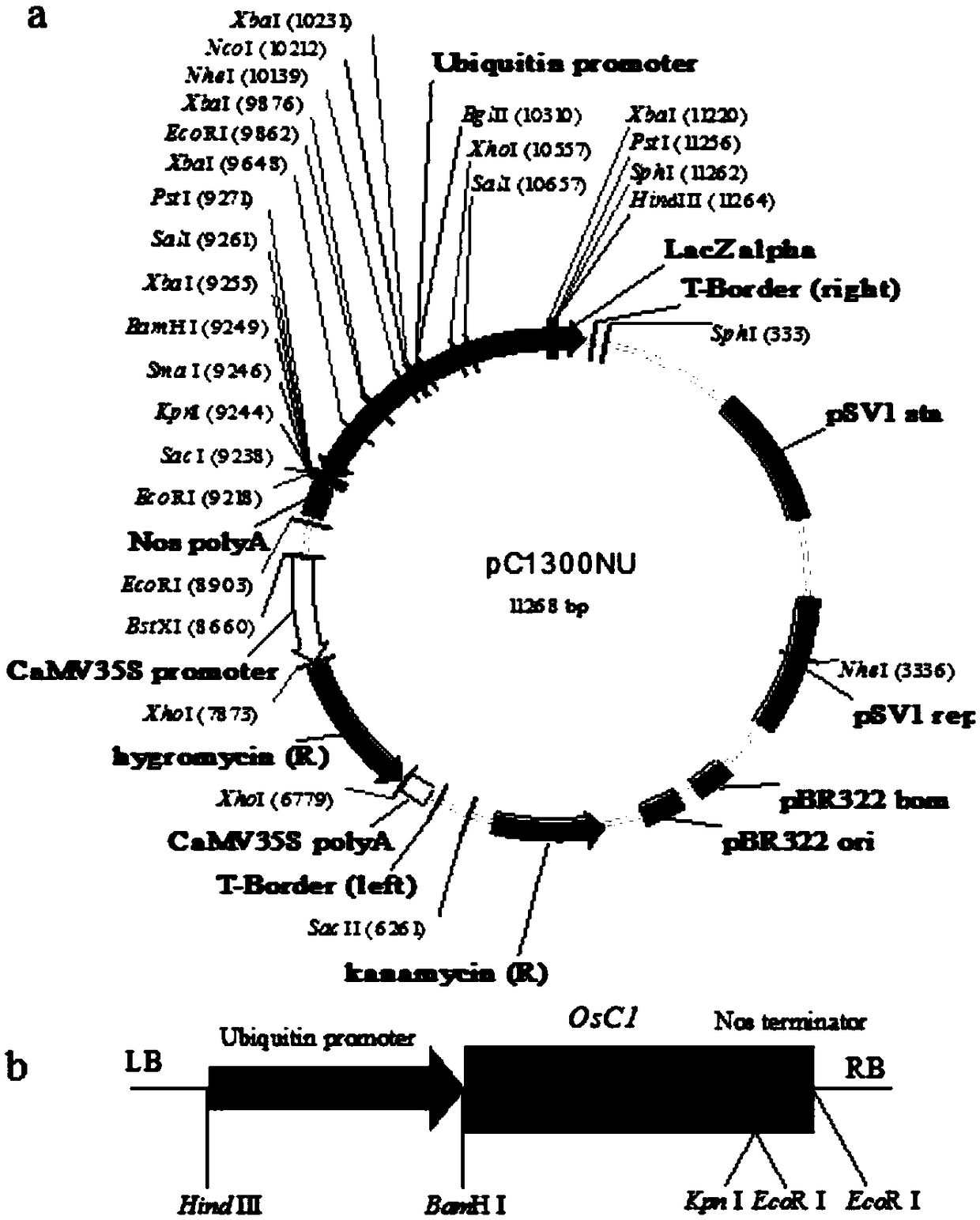 Non-functional OsC1 gene and application thereof